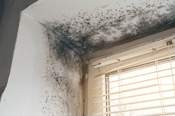 Affordable Crawl Space Mold Removal solutions in Lillington, NC